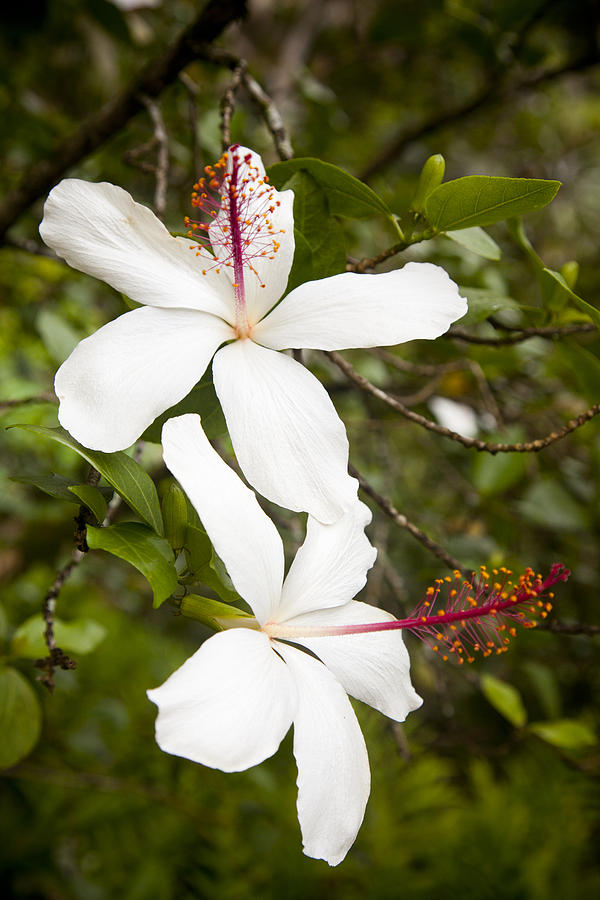 <i>Hibiscus arnottianus</i>