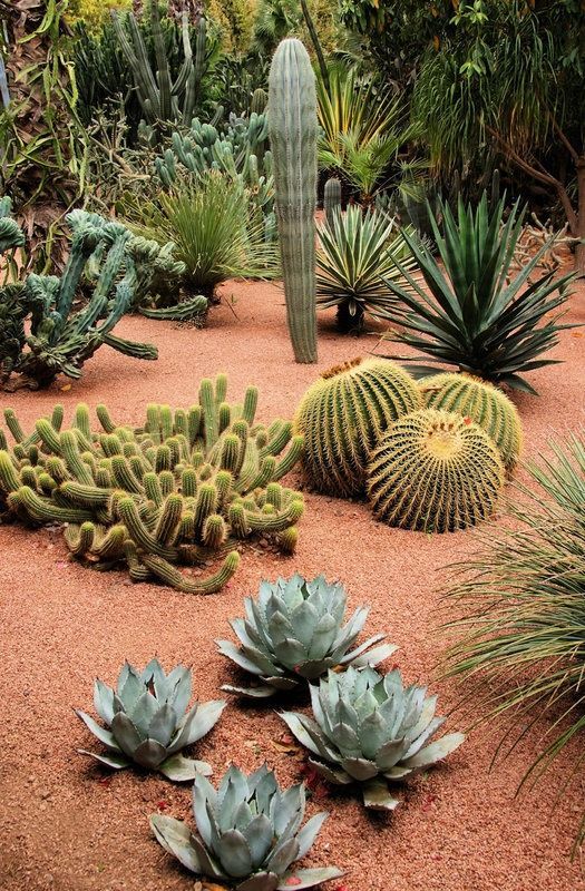 Kaktuszgyűjtemény