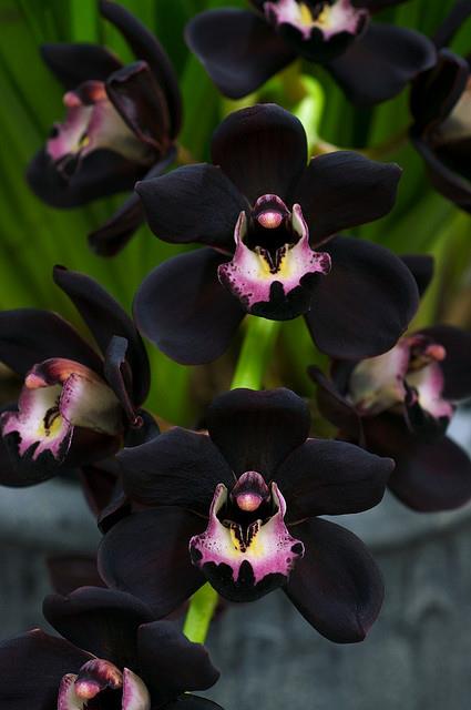 fekete orchidea