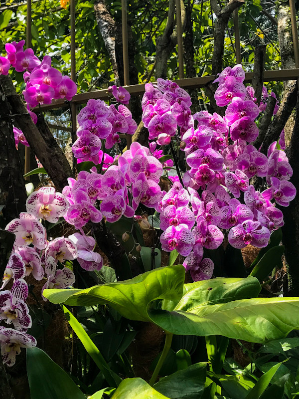 orchideagyűjtemény